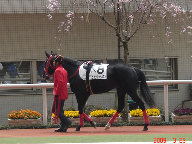阪神競馬場3/29-2 ウインシュールマン