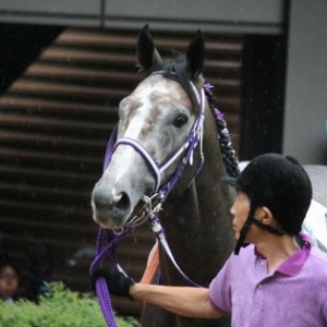 2009.08.09 新潟04R 未勝利 パドック-1