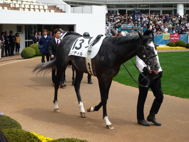 中山３４ ６レース  パドック レンディル