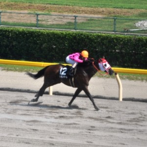 2010.08.21新潟8R柏崎特別　直線