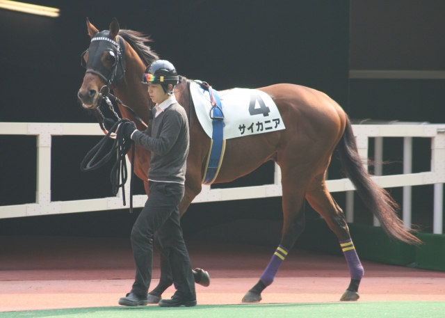 第１回小倉第５日５Ｒ４歳以上５００万下２４００Ｍダート サイカニア