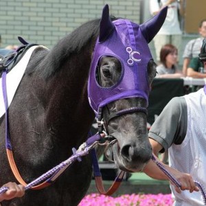 ８月９日４Ｒ　新馬戦パドック