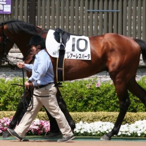 4月24日　東京　未勝利戦　パドック