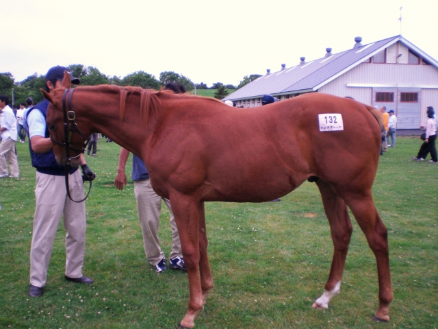 募集時 インテグラルヘッド