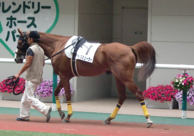 2012.07.01 福島競馬４Rパドック ワイズミューラー