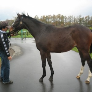 １歳１１月　社台ファームにて