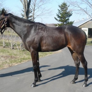 育成：社台ファーム