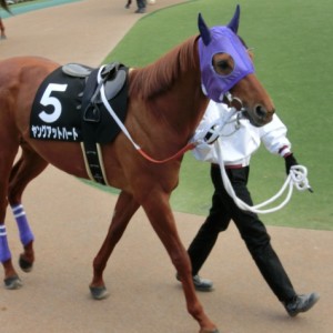 白富士ステークスパドック
