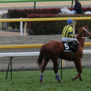 白富士ステークス返し馬