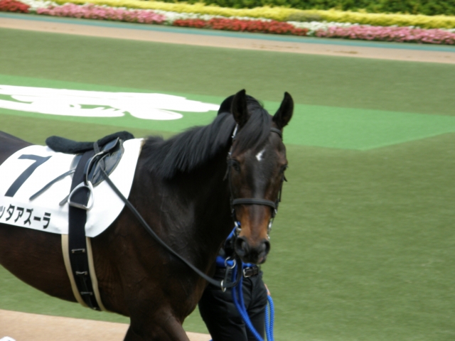 未勝利戦パドック グロッタアズーラ