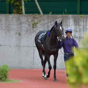 亀田特別パドック