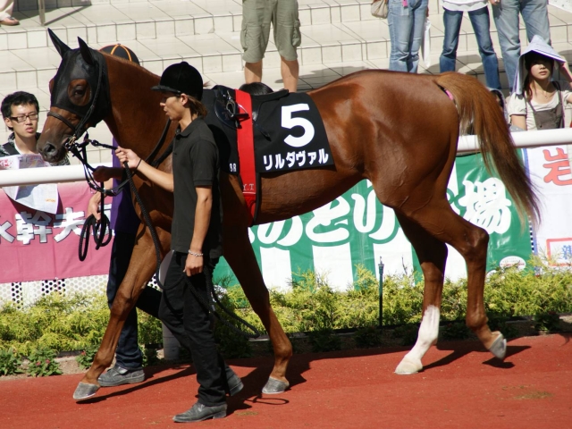 9/20　阪神　８Ｒ　野路菊Ｓ　パドック リルダヴァル