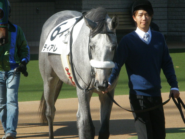 ティアレ　新馬戦　パドック ティアレ