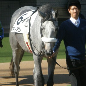 ティアレ　新馬戦　パドック