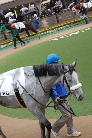 ３歳未勝利。パドック。 ティアレ