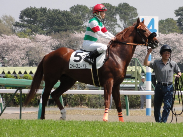 未勝利戦返し馬 スペースニードル