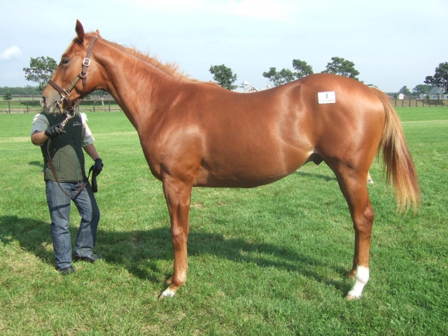 1歳馬募集牧場見学ツアー（ＮＦＹ） カドデュソレイユ