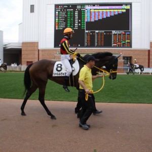 ４戦目函館パドック