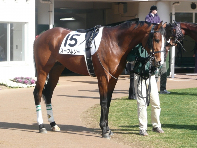 優勝！中山未勝利戦～パドック スーブルソー