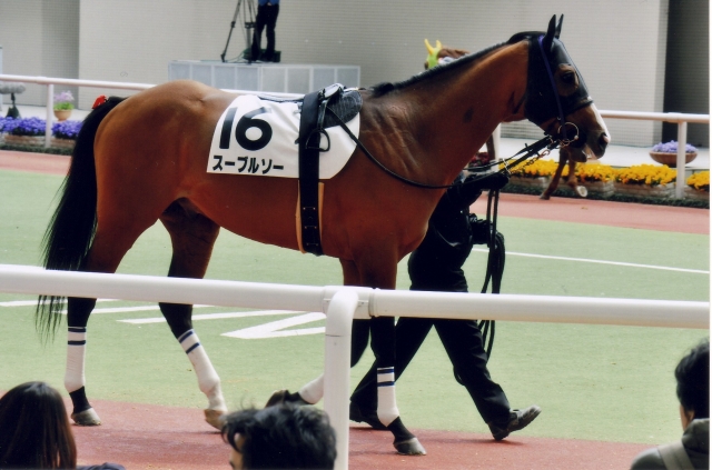 阪神５００万３着パドック スーブルソー