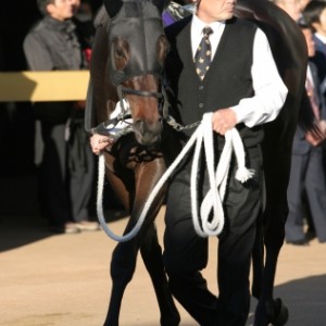 2009.12.20 G1朝日杯パドック