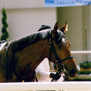 阪神新馬戦パドック