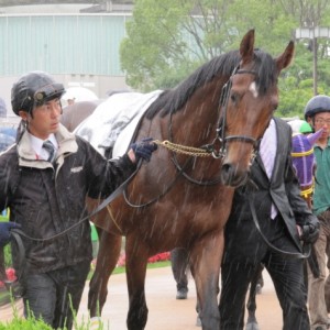 3歳500万下パドック