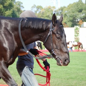 2009年11月1日未勝利戦２京都競馬場パドックにて