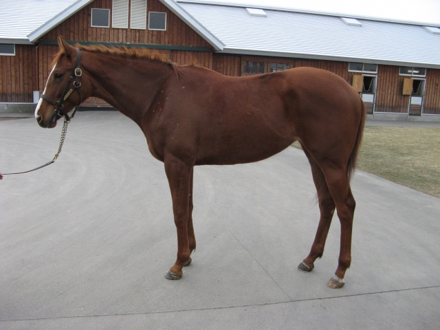 ノーザンファームにて カクタスペア