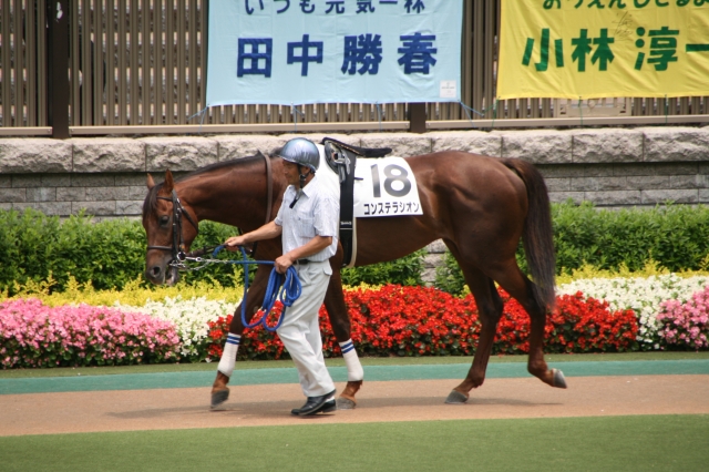 6月13日東京4Rパドック‐3 コンステラシオン