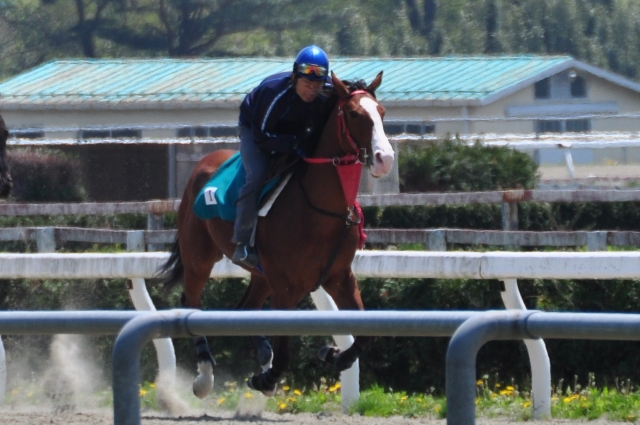 調教見学会 ディアナブルー