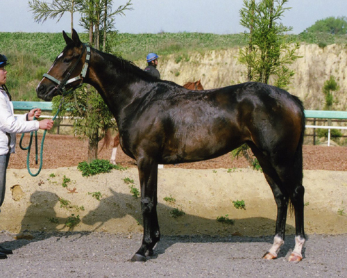 順調にデビュー クロワラモー