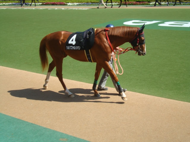 9R八重桜賞でのパドック シルクファルシオン