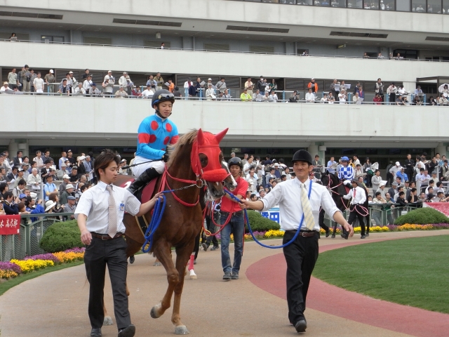 京都新聞杯パドック シルクアーネスト