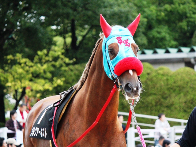 カシオペヤステークス シルクアーネスト