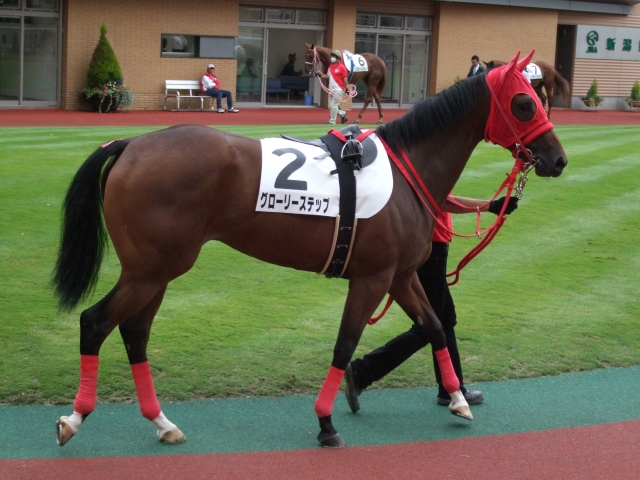 新馬戦パドック グローリーステップ