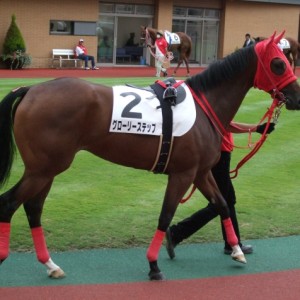 新馬戦パドック