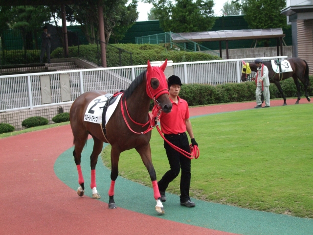新潟　新馬戦パドック グローリーステップ