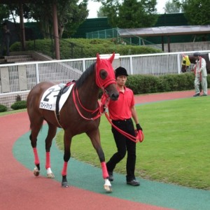 新潟　新馬戦パドック