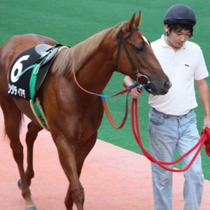 フェニックス賞　パドック