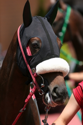新馬戦パドック ワイドスプレッド