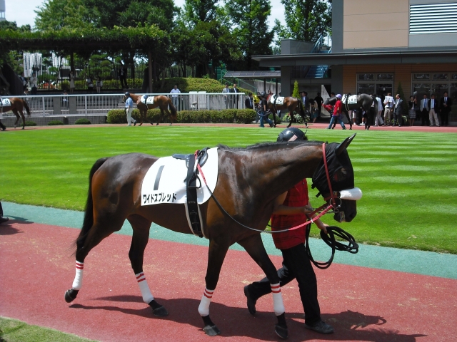 新馬戦パドック ワイドスプレッド