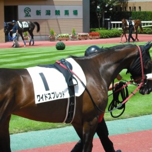 新馬戦パドック