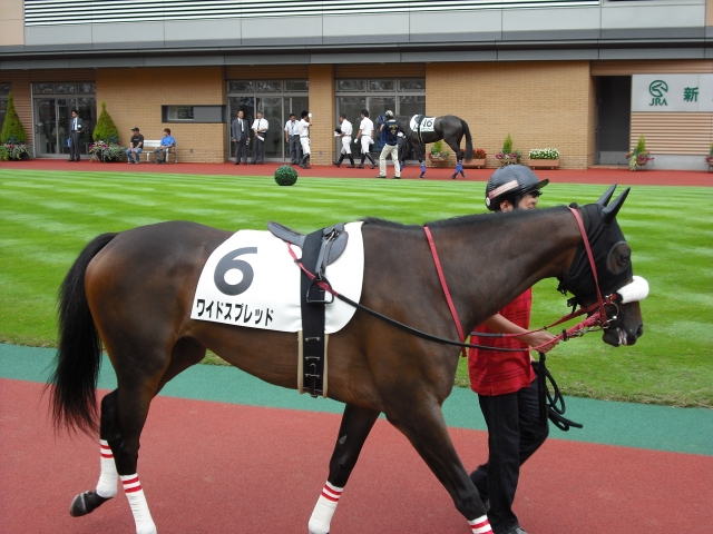 2戦目　新潟未勝利 パドック① ワイドスプレッド