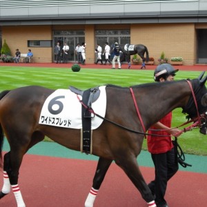 2戦目　新潟未勝利 パドック①