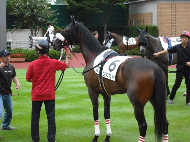 2戦目　新潟未勝利 パドック② ワイドスプレッド