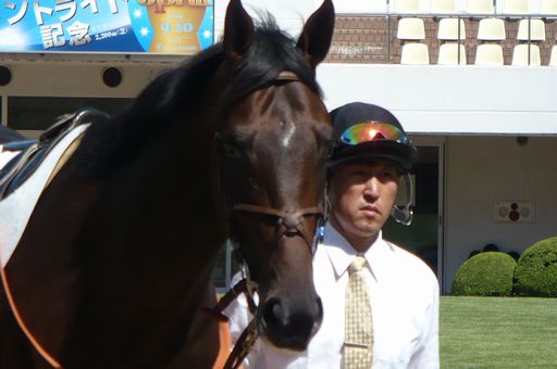 2009年9月20日 中山競馬場パドック リアルアヴェニュー