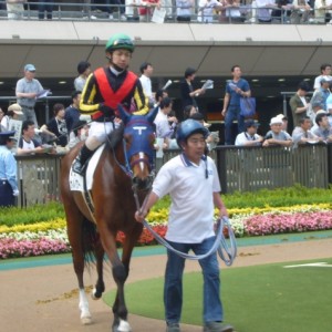 東京競馬場　パドック