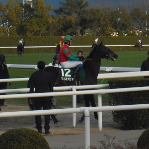 シンザン記念　馬場入り