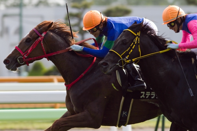 函館・道新スポーツ杯 ステラリード